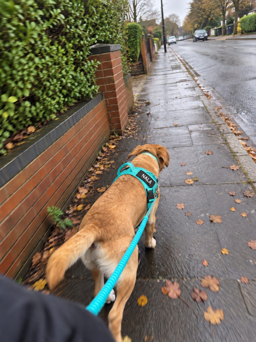 Chien avec harnais Tracky personnalisé