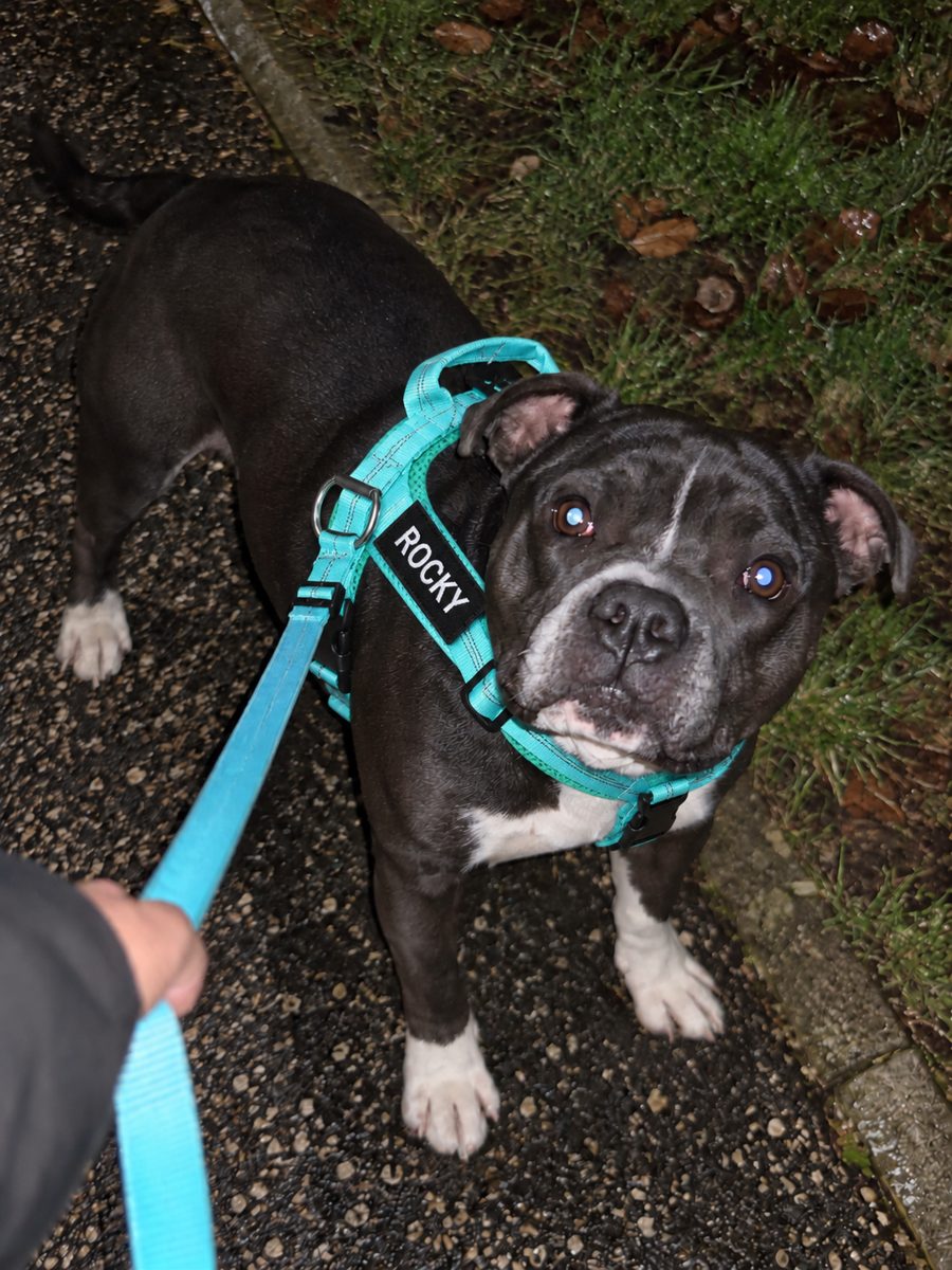 Chien avec harnais Tracky personnalisé