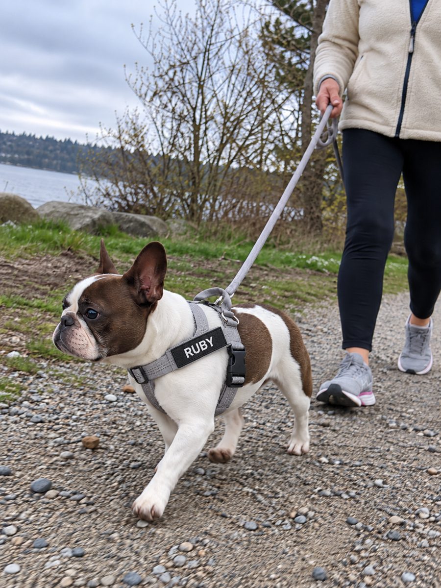 Chien avec harnais Tracky personnalisé